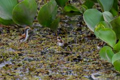 DPPhotography - Pantanal - Wattle jacana - W