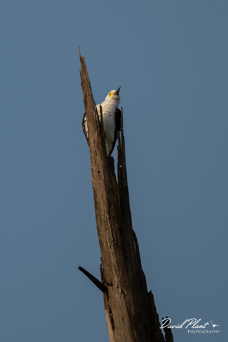 DPPhotography - Pantanal - White woodpecker - A.jpg - White woodpecker - Pantanal, Brazil