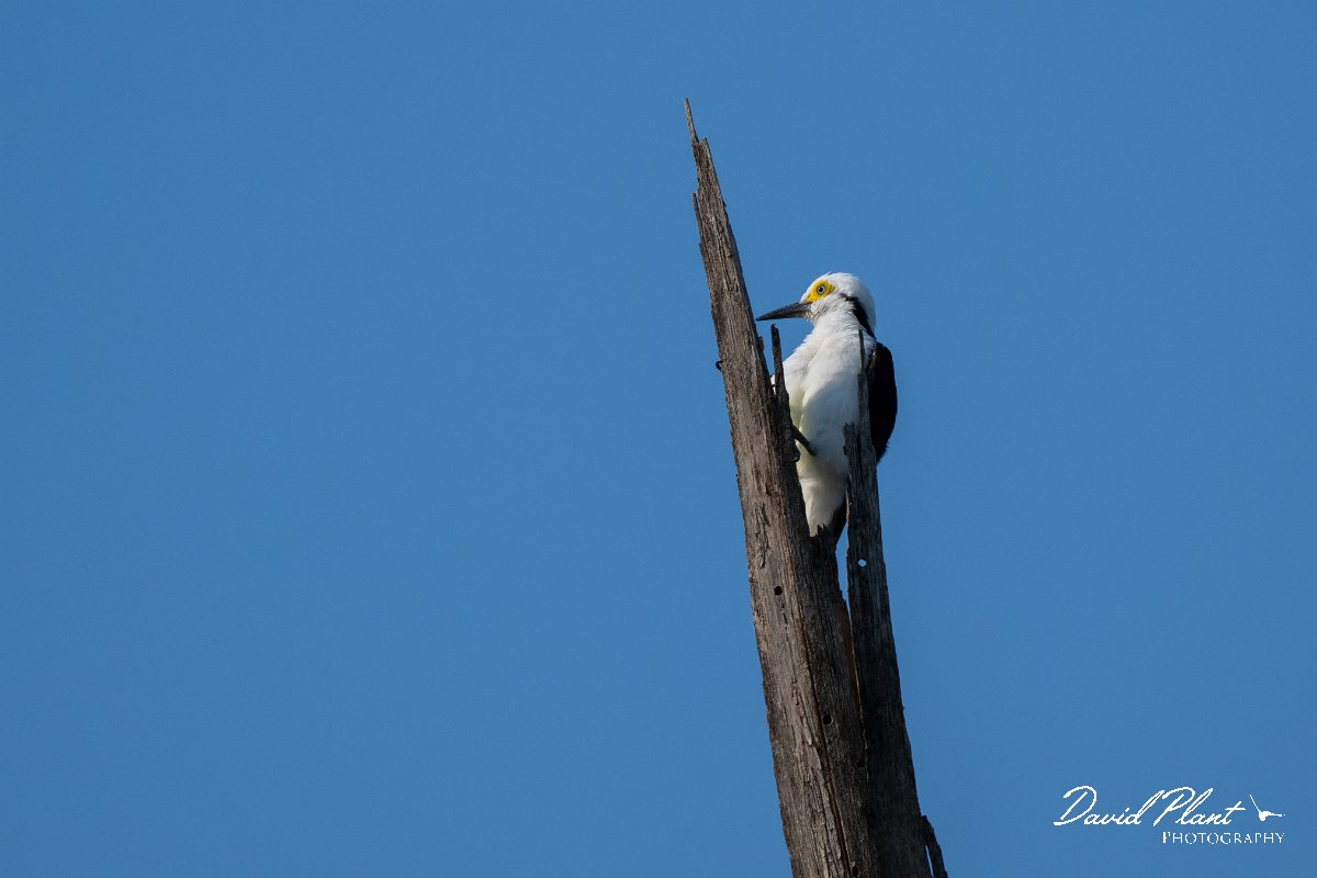 DPPhotography - Pantanal - White woodpecker - B.jpg - White woodpecker - Pantanal, Brazil