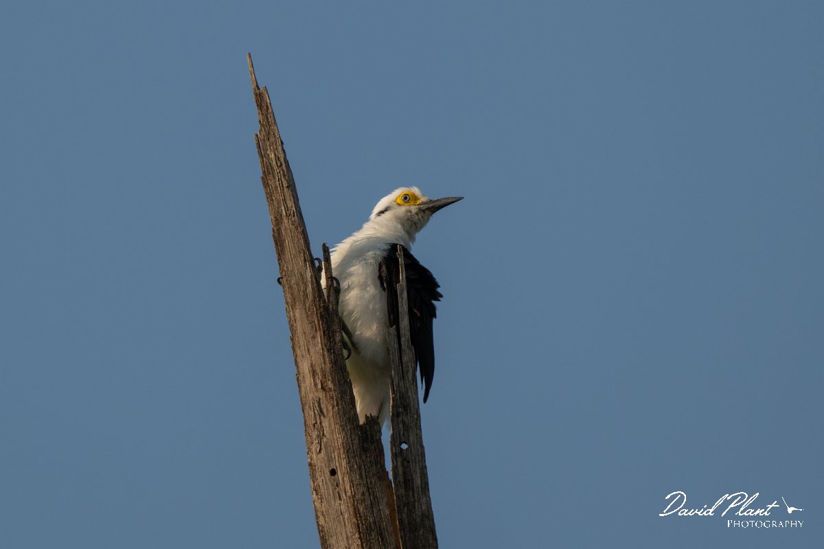 DPPhotography - Pantanal - White woodpecker - C.jpg - White woodpecker - Pantanal, Brazil