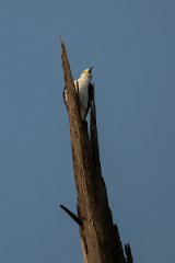 DPPhotography - Pantanal - White woodpecker - A