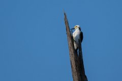DPPhotography - Pantanal - White woodpecker - B