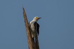 DPPhotography - Pantanal - White woodpecker - C