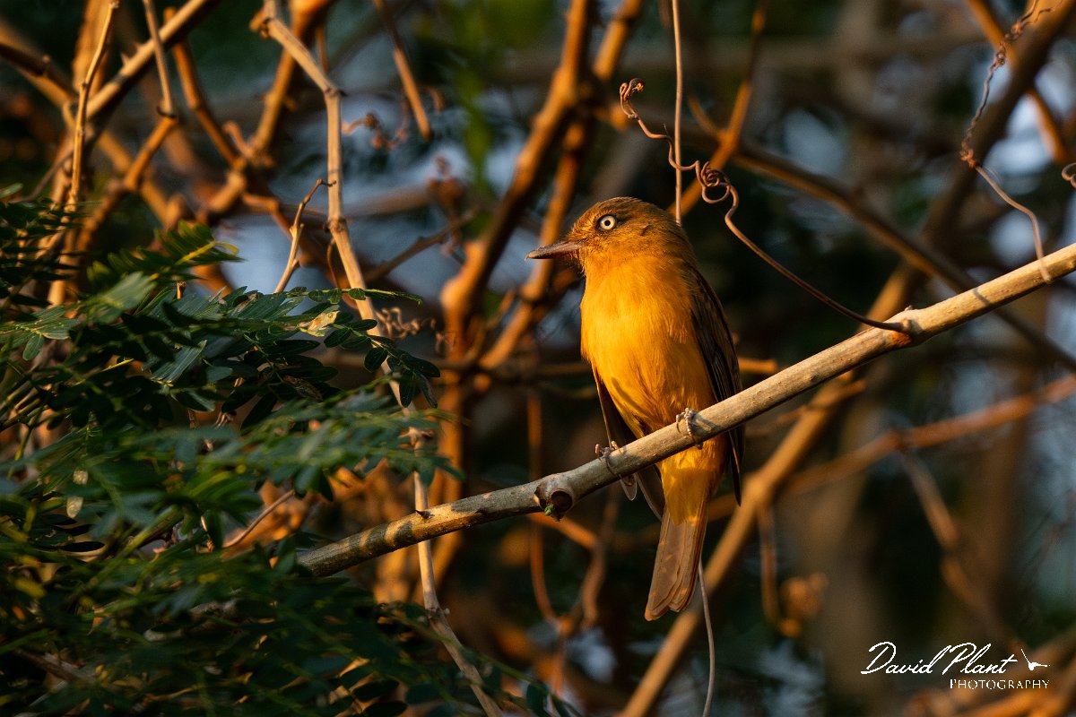 DPPhotography - Pantanal - White-eyed attila - A.jpg - White-eyed attila - Pantanal, Brazil