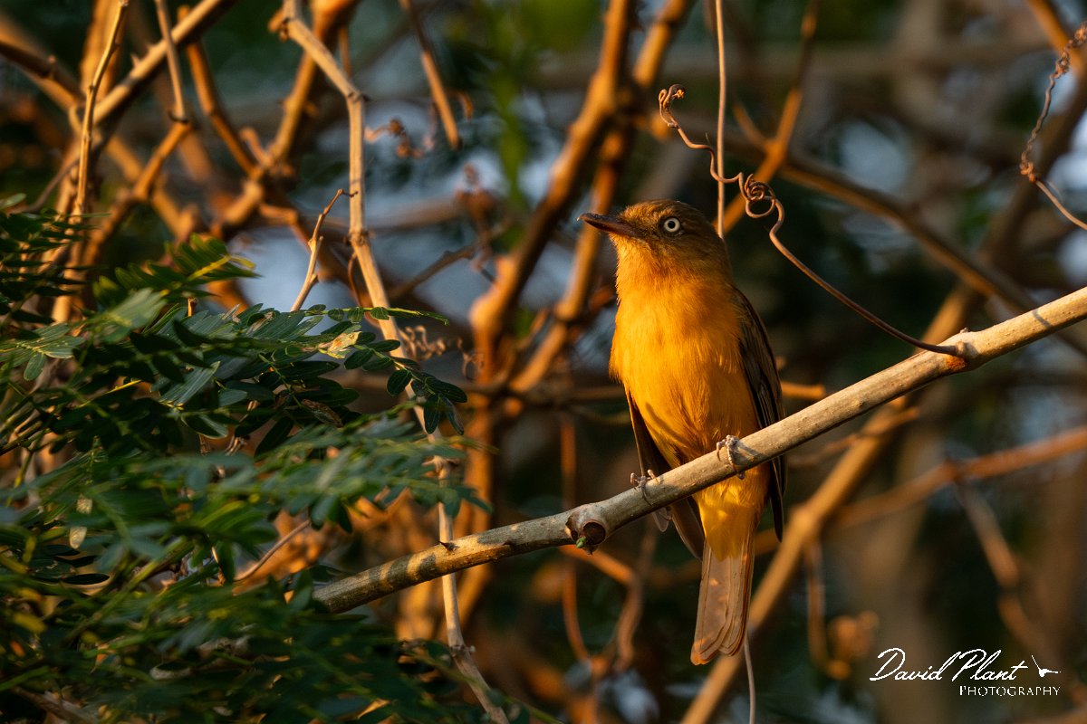 DPPhotography - Pantanal - White-eyed attila - B.jpg - White-eyed attila - Pantanal, Brazil