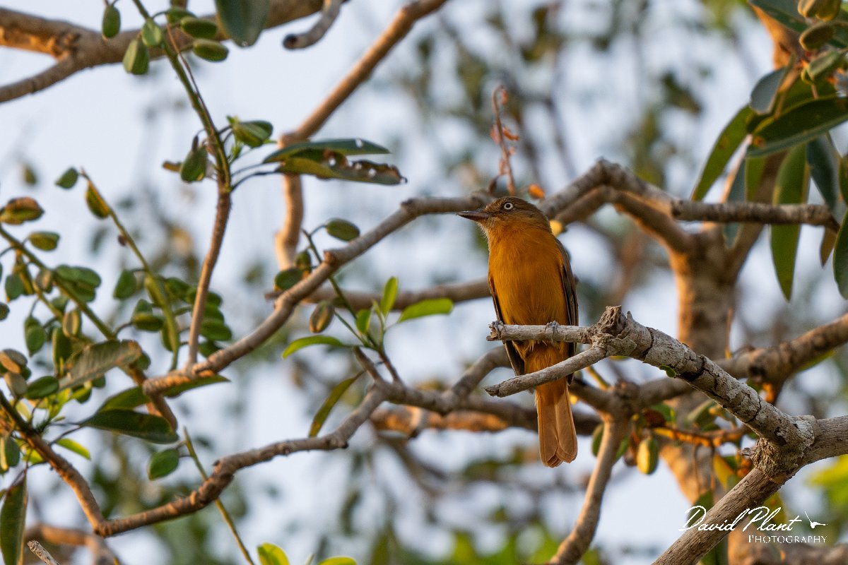DPPhotography - Pantanal - White-eyed attila - C.jpg - White-eyed attila - Pantanal, Brazil
