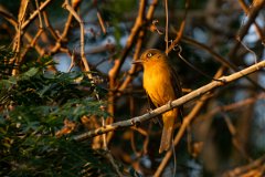 DPPhotography - Pantanal - White-eyed attila - A