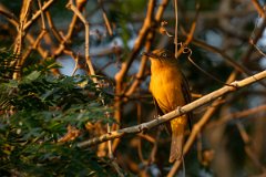 DPPhotography - Pantanal - White-eyed attila - B
