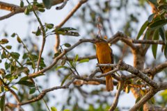 DPPhotography - Pantanal - White-eyed attila - C
