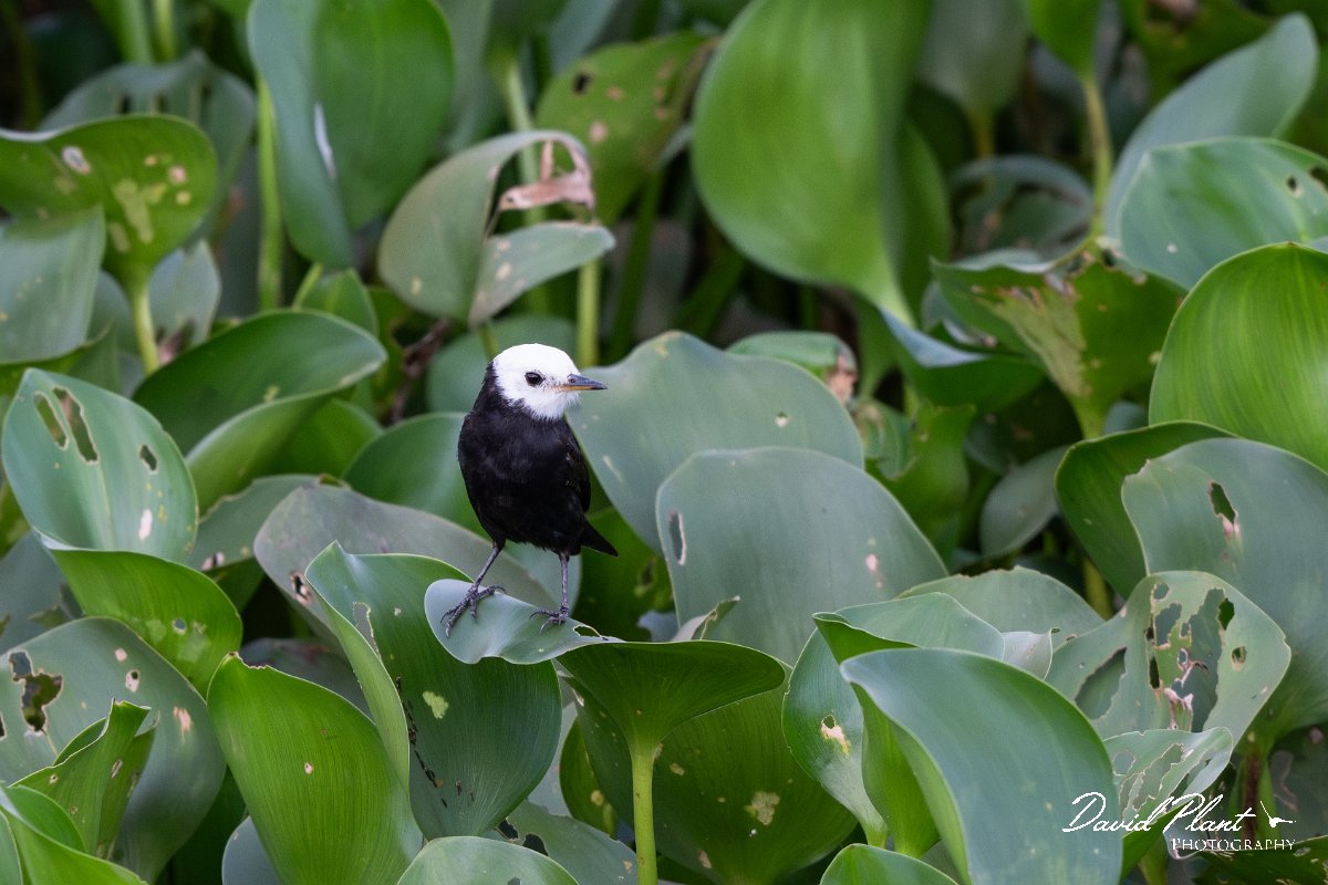 DPPhotography - Pantanal - White-headed marsh-tyrant - A.jpg - White-headed marsh-tyrant - Transpantaneira, Brazil