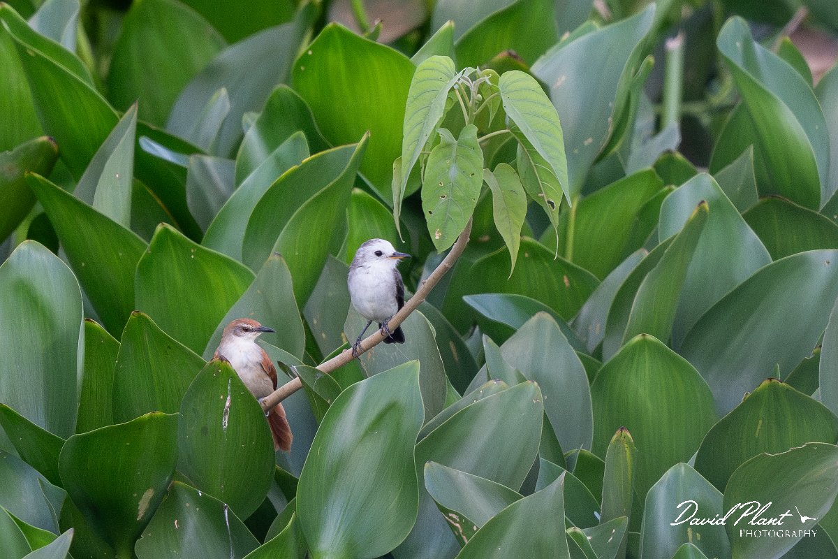 DPPhotography - Pantanal - White-headed marsh-tyrant - C.jpg - White-headed marsh-tyrant - Transpantaneira, Brazil