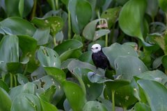 DPPhotography - Pantanal - White-headed marsh-tyrant - B