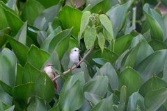DPPhotography - Pantanal - White-headed marsh-tyrant - C