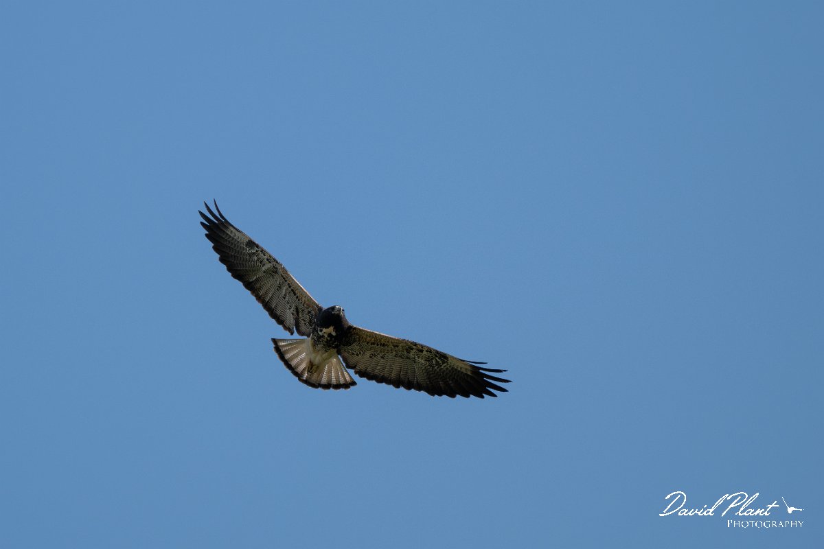 DPPhotography - Pantanal - White-tailed hawk - B.jpg - White-tailed hawk - Pantanal, Brazil