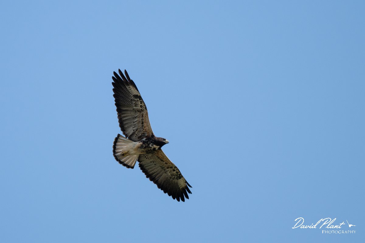 DPPhotography - Pantanal - White-tailed hawk - C.jpg - White-tailed hawk - Pantanal, Brazil