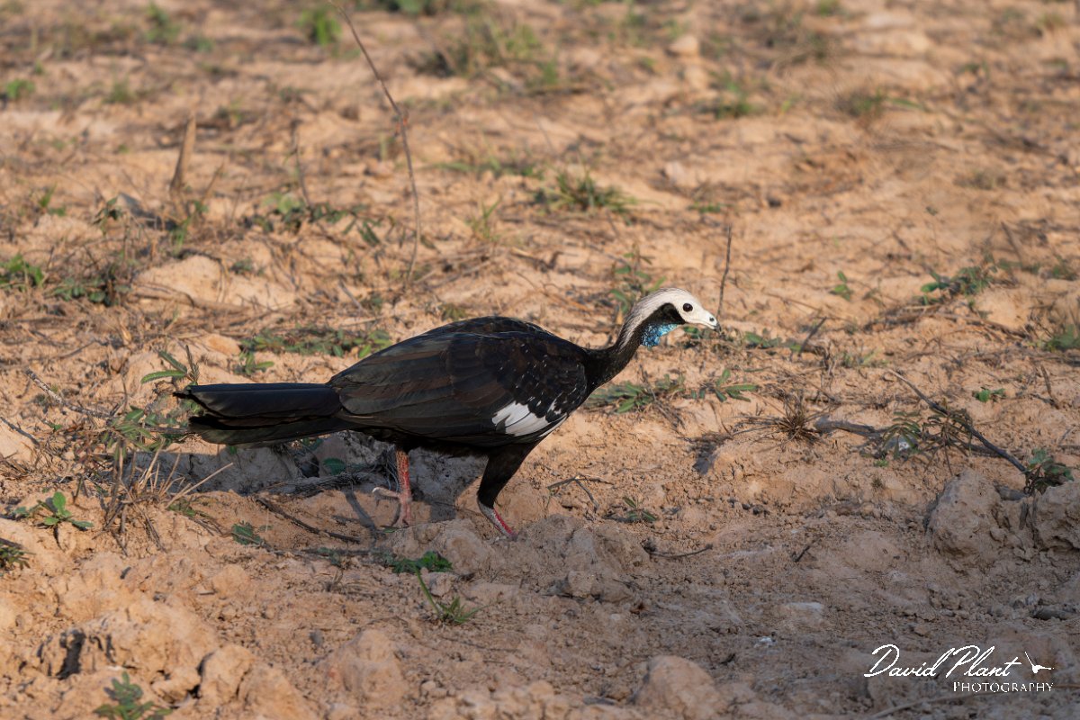DPPhotography - Pantanal - White-throated piping guan - A.jpg - White-throated piping-guan - Pantanal, Brazil