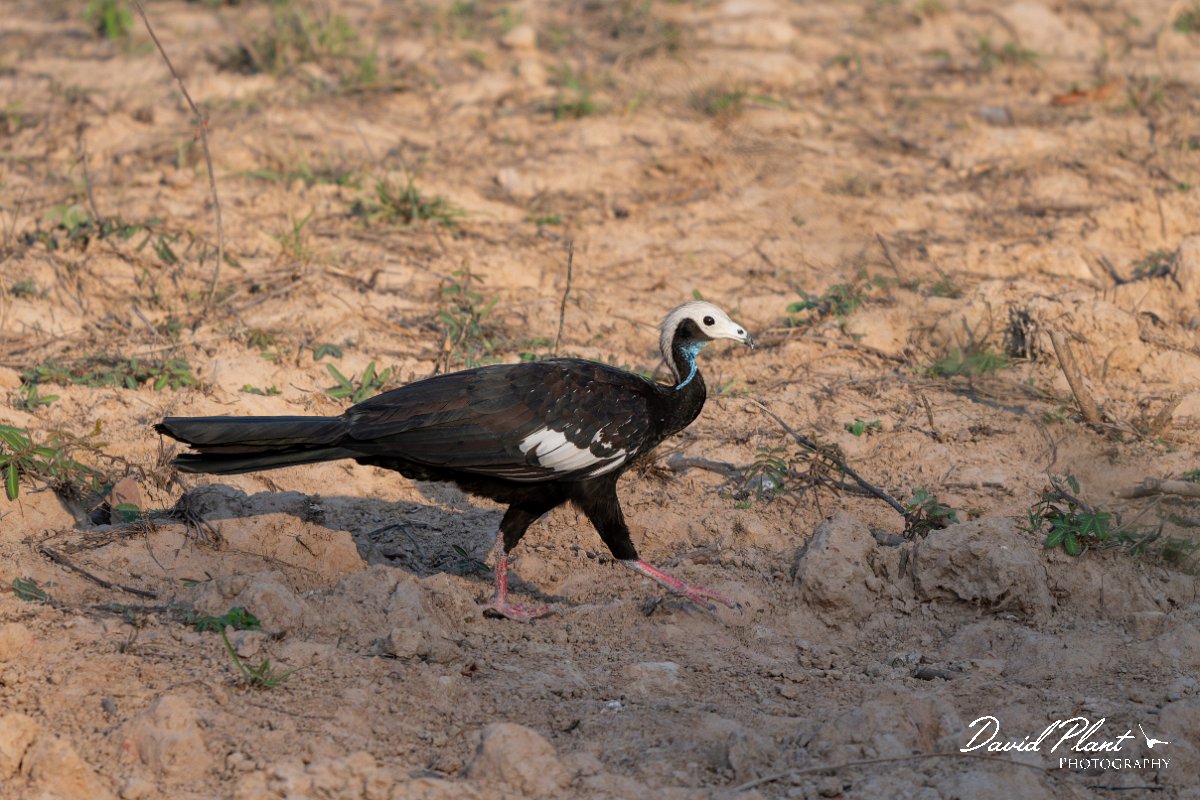 DPPhotography - Pantanal - White-throated piping guan - B.jpg - White-throated piping-guan - Pantanal, Brazil