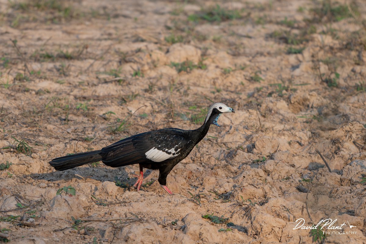 DPPhotography - Pantanal - White-throated piping guan - E.jpg - White-throated piping-guan - Pantanal, Brazil