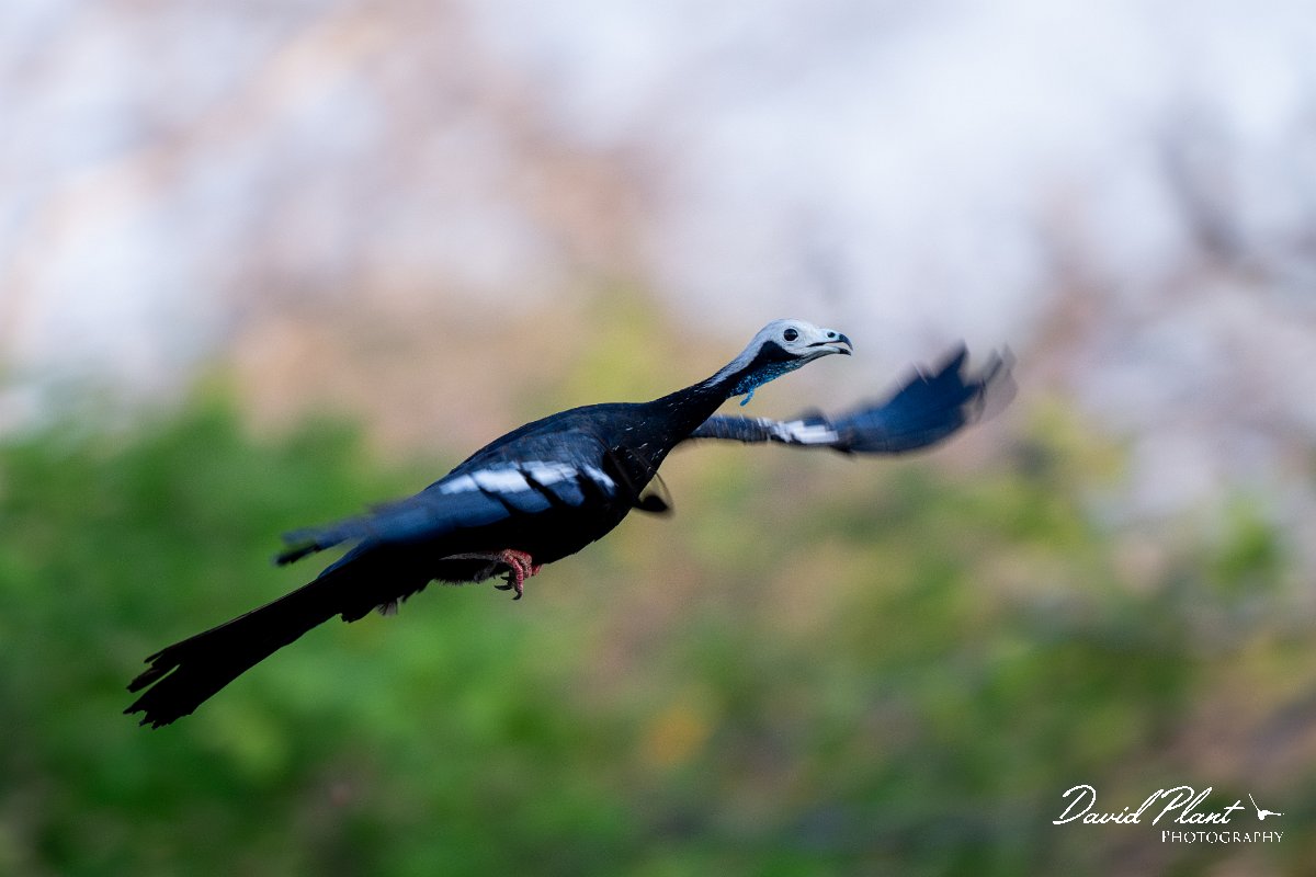 DPPhotography - Pantanal - White-throated piping guan - F.jpg - White-throated piping-guan - Pantanal, Brazil
