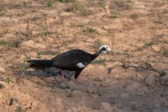 DPPhotography - Pantanal - White-throated piping guan - A