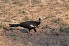 DPPhotography - Pantanal - White-throated piping guan - B