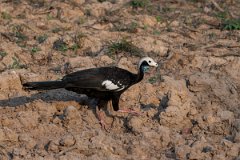 DPPhotography - Pantanal - White-throated piping guan - C