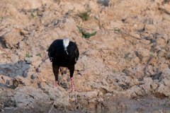 DPPhotography - Pantanal - White-throated piping guan - D