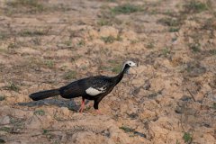 DPPhotography - Pantanal - White-throated piping guan - E