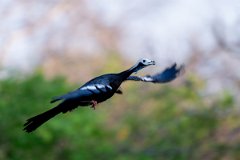 DPPhotography - Pantanal - White-throated piping guan - F