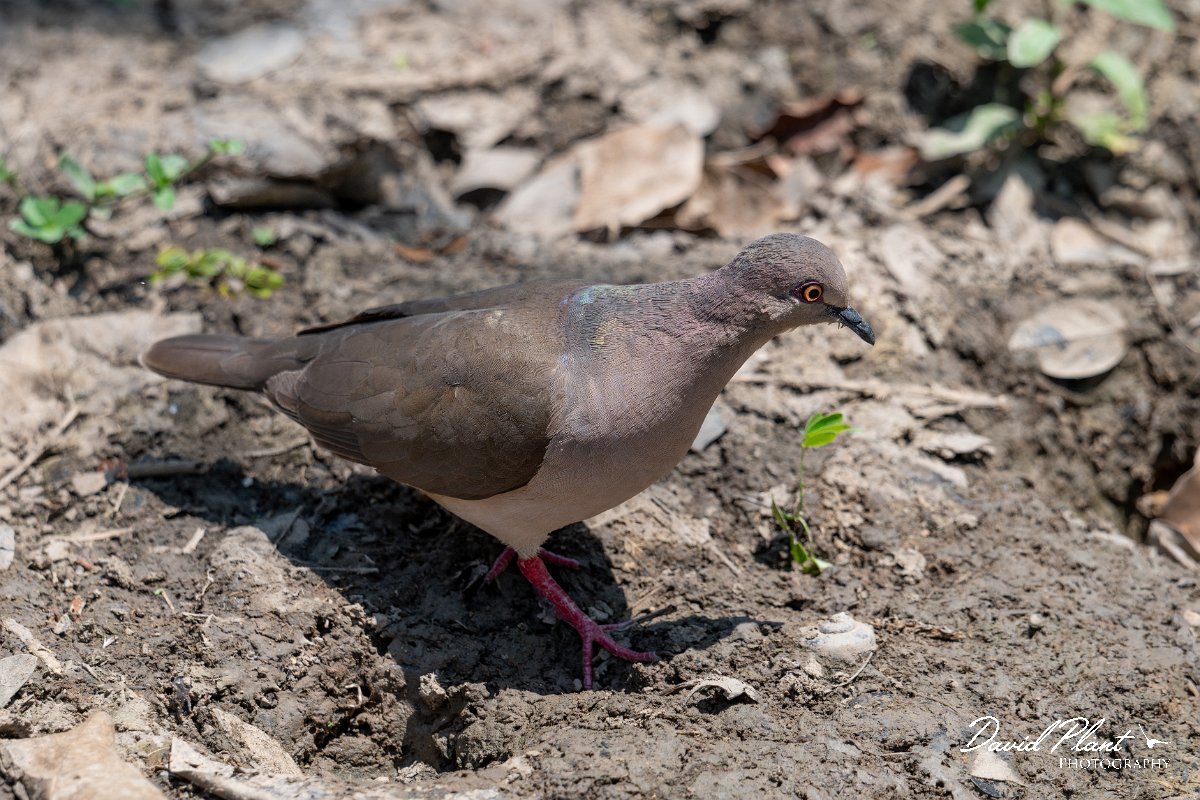 DPPhotography - Pantanal - White-tipped dove - B.jpg - White-tipped dove - Pantanal, Brazil