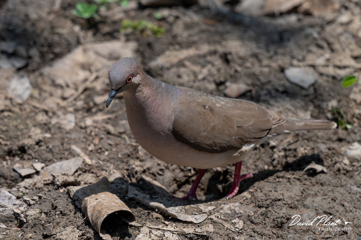 DPPhotography - Pantanal - White-tipped dove - C.jpg - White-tipped dove - Pantanal, Brazil