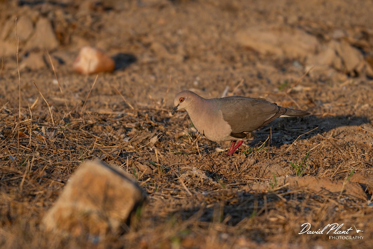 DPPhotography - Pantanal - White-tipped dove - D.jpg - White-tipped dove - Pantanal, Brazil