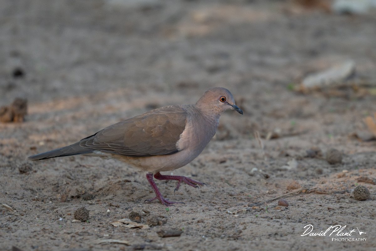 DPPhotography - Pantanal - White-tipped dove - F.jpg - White-tipped dove - Pantanal, Brazil