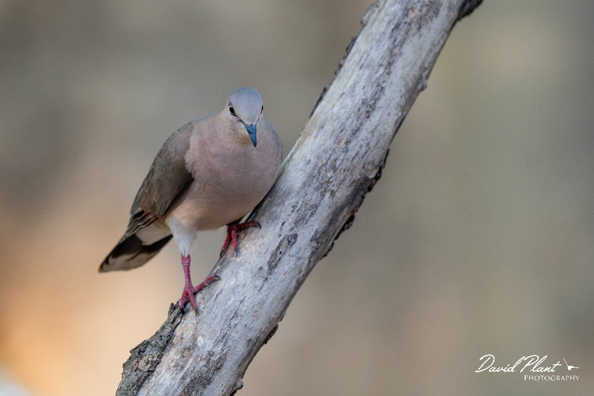 DPPhotography - Pantanal - White-tipped dove - G.jpg - White-tipped dove - Pantanal, Brazil