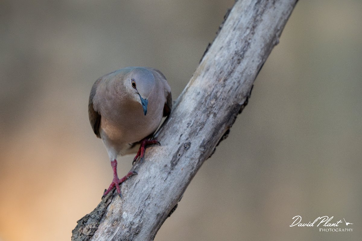 DPPhotography - Pantanal - White-tipped dove - H.jpg - White-tipped dove - Pantanal, Brazil