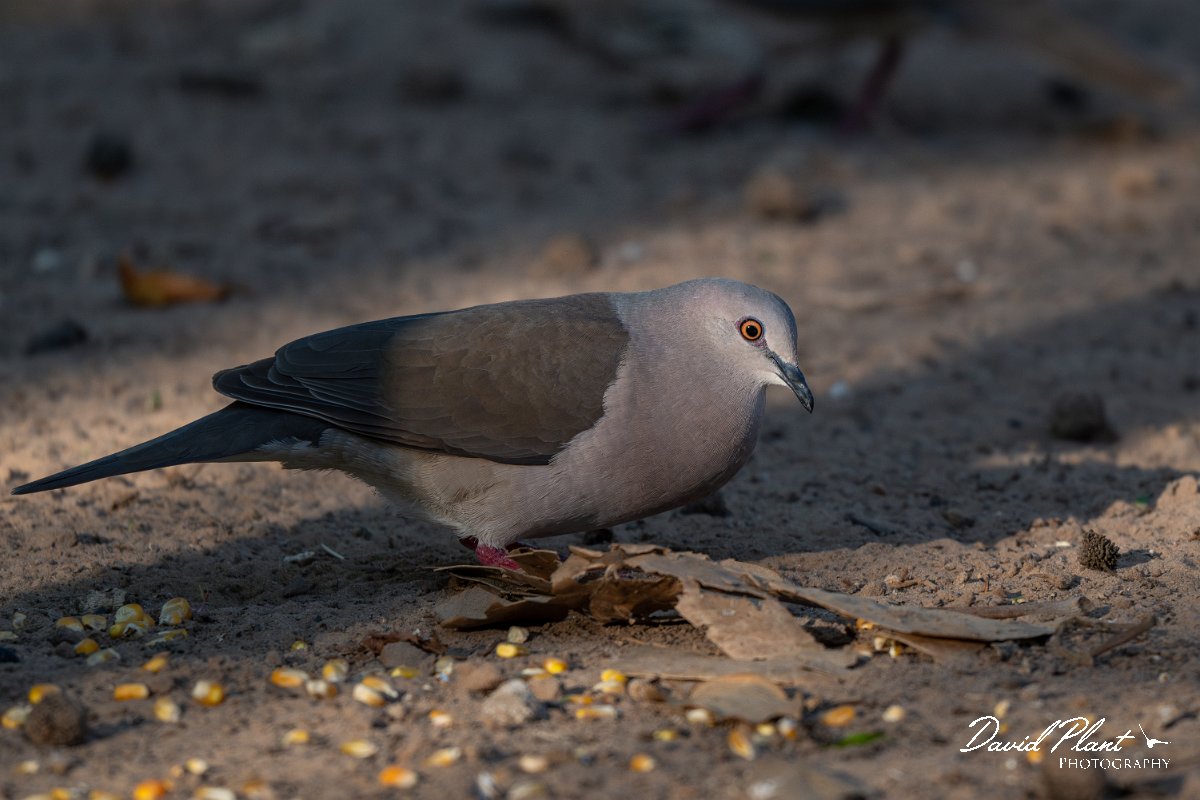 DPPhotography - Pantanal - White-tipped dove - I.jpg - White-tipped dove - Pantanal, Brazil