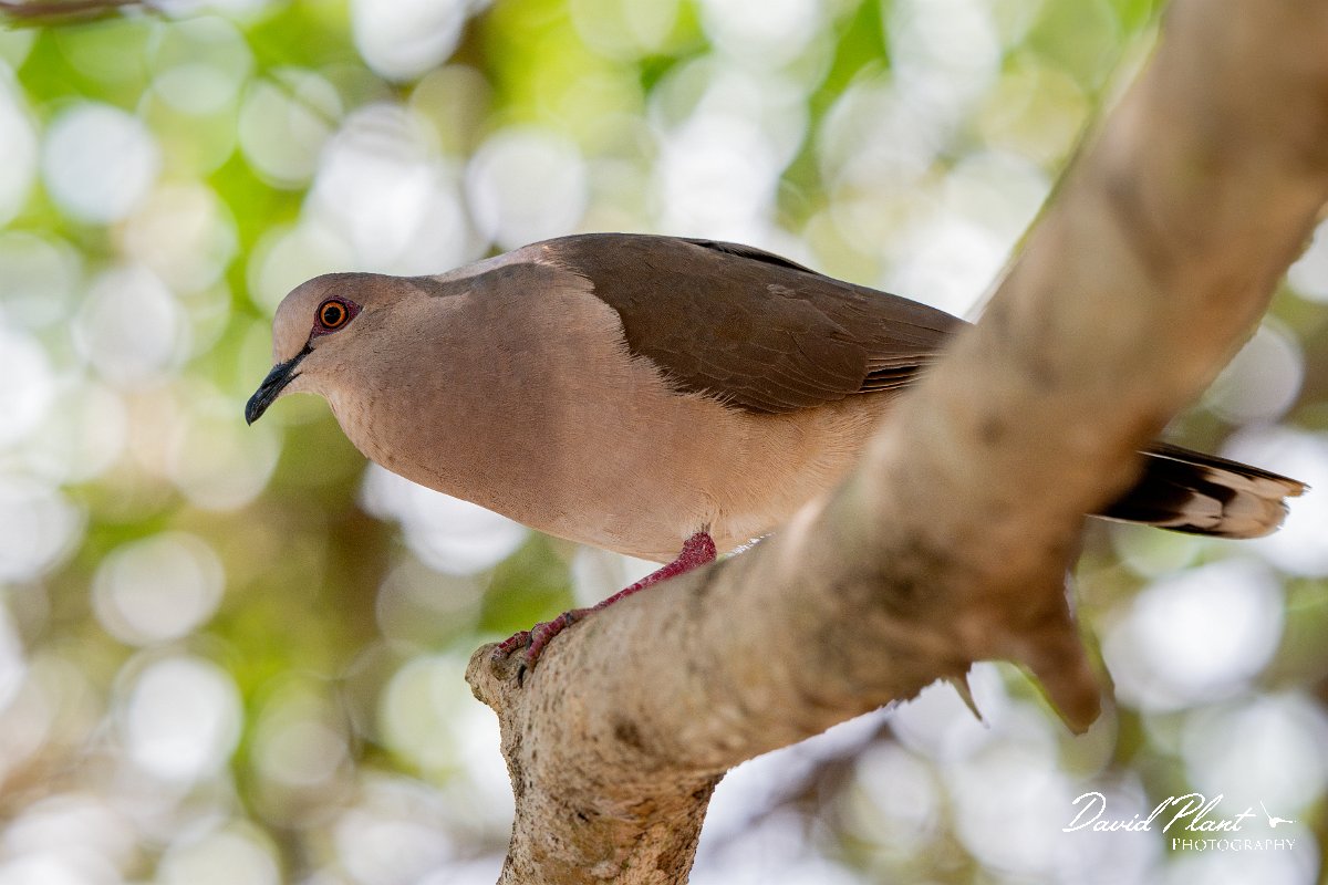 DPPhotography - Pantanal - White-tipped dove - J.jpg - White-tipped dove - Pantanal, Brazil