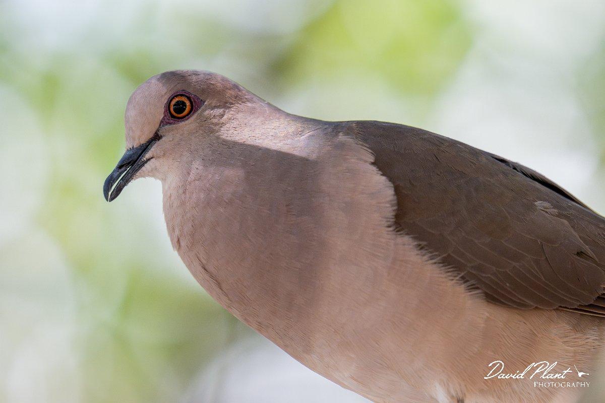 DPPhotography - Pantanal - White-tipped dove - K.jpg - White-tipped dove - Pantanal, Brazil