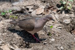 DPPhotography - Pantanal - White-tipped dove - B