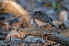 DPPhotography - Pantanal - White-tipped dove - E