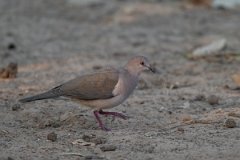DPPhotography - Pantanal - White-tipped dove - F