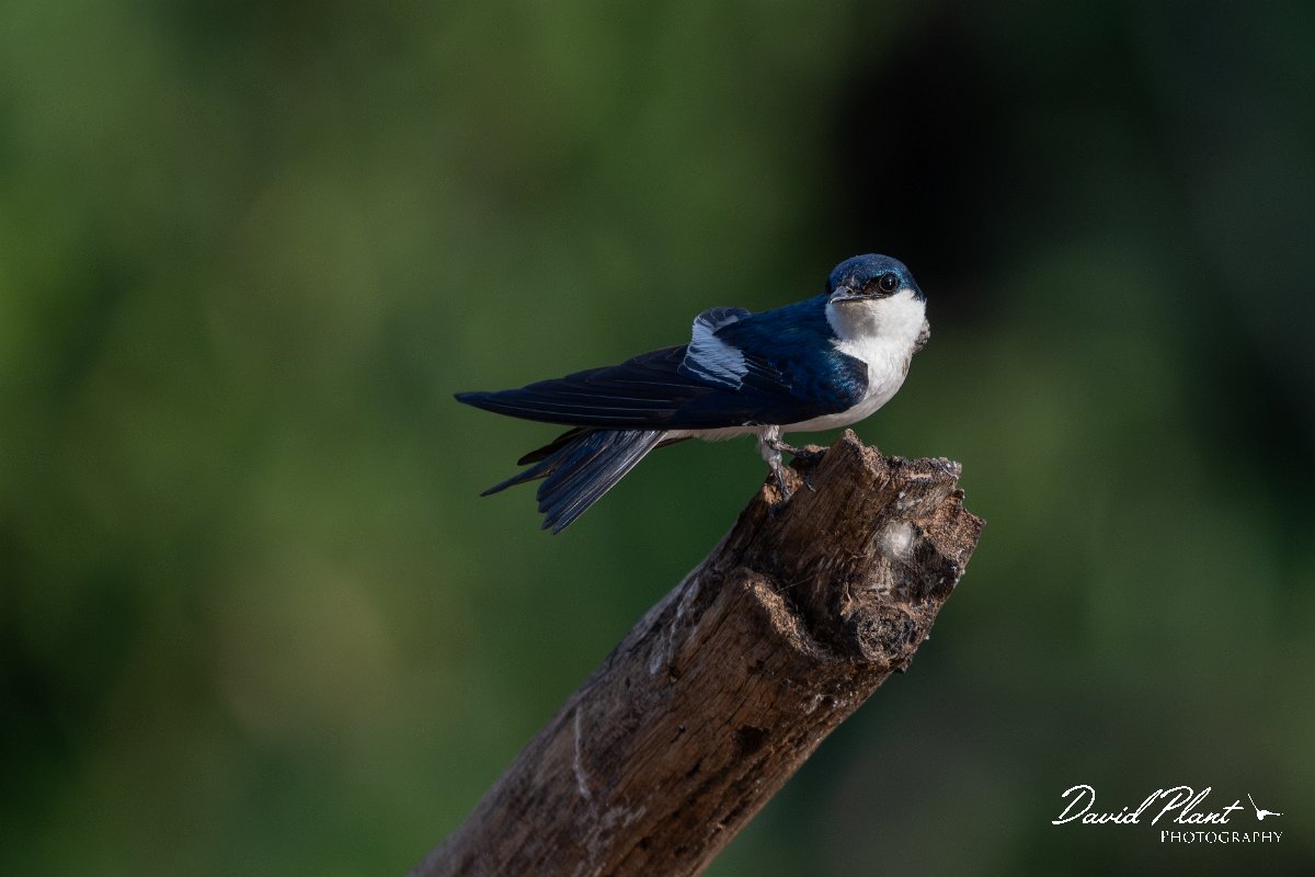 DPPhotography - Pantanal - White-winged swallow - A.jpg - White-winged swallow - Pantanal, Brazil