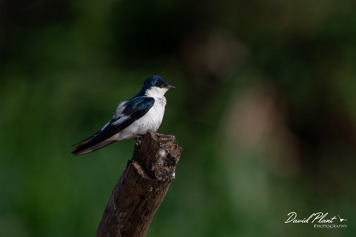 DPPhotography - Pantanal - White-winged swallow - B.jpg - White-winged swallow - Pantanal, Brazil