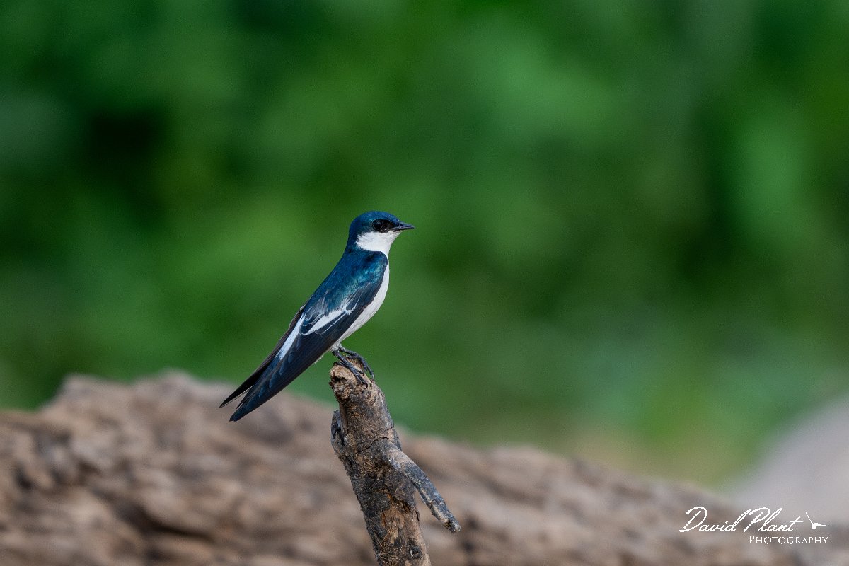 DPPhotography - Pantanal - White-winged swallow - D.jpg - White-winged swallow - Pantanal, Brazil