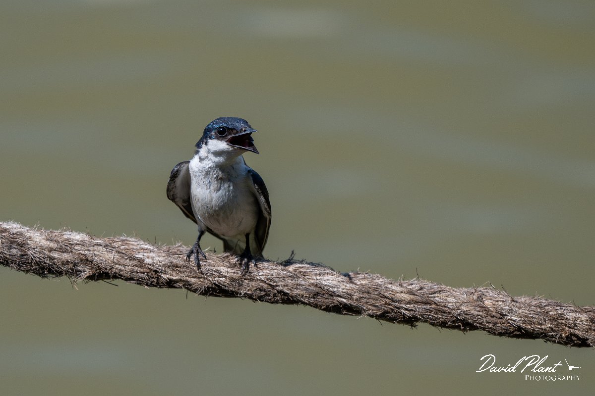 DPPhotography - Pantanal - White-winged swallow - F.jpg - White-winged swallow - Pantanal, Brazil