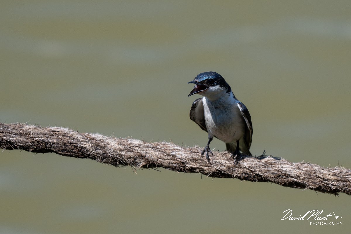 DPPhotography - Pantanal - White-winged swallow - G.jpg - White-winged swallow - Pantanal, Brazil