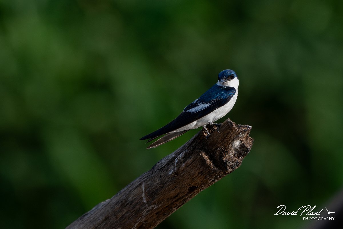 DPPhotography - Pantanal - White-winged swallow - H.jpg - White-winged swallow - Pantanal, Brazil