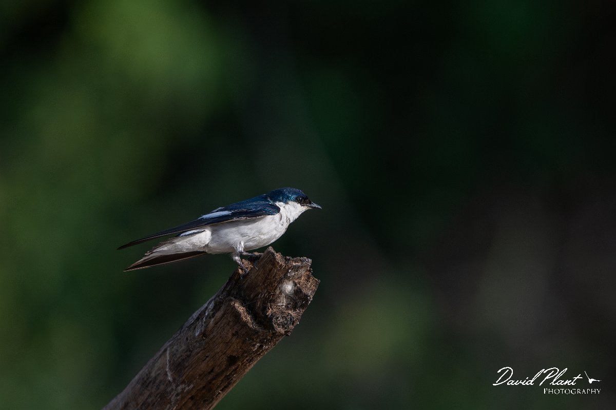DPPhotography - Pantanal - White-winged swallow - I.jpg - White-winged swallow - Pantanal, Brazil
