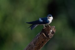 DPPhotography - Pantanal - White-winged swallow - A