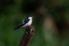 DPPhotography - Pantanal - White-winged swallow - B